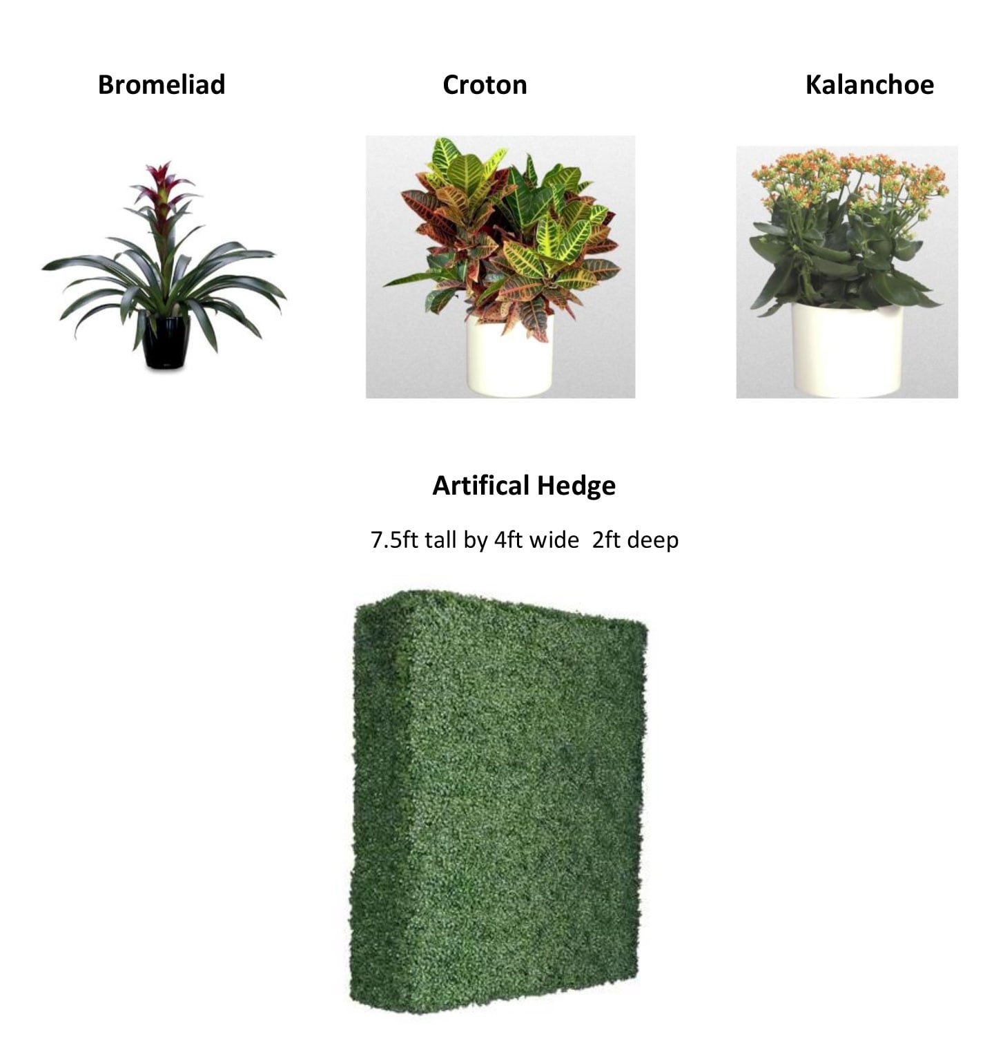 Plant Rental Options